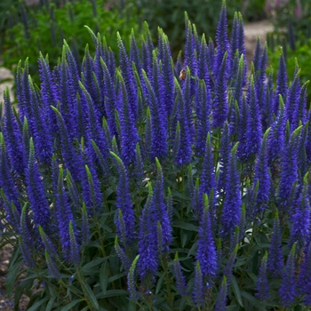 Veronica Magic Show® 'Wizard of Ahhs' (128001)