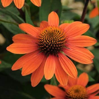 Echinacea Sombrero® 'Adobe Orange' (128474)