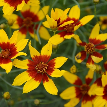 Coreopsis verticillata Sizzle & Spice® 'Curry Up' (129419)