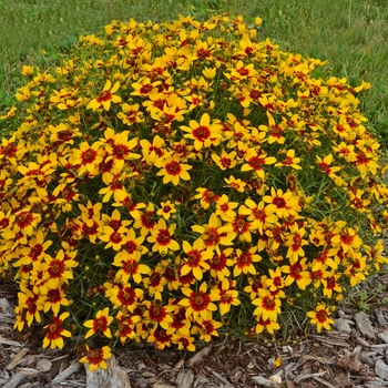 Coreopsis verticillata Sizzle & Spice® 'Curry Up' (129420)