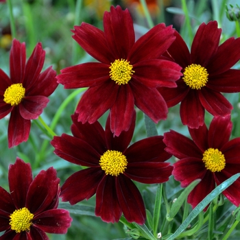 Coreopsis L'il Bang™ 'Red Elf' (129432)