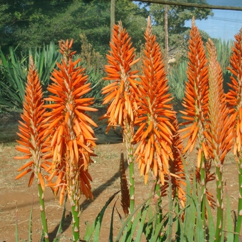 Aloe Safari 'Orange' (130168)
