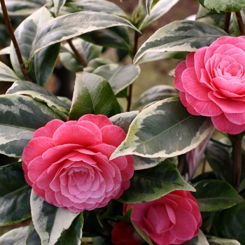Camellia japonica 'Splendor' (130196)