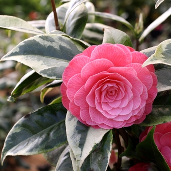 Camellia japonica 'Splendor' (130199)