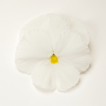 Viola x wittrockiana Matrix® 'White' (130291)
