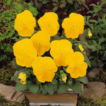 Viola x wittrockiana Matrix® 'Yellow Improved' (130296)