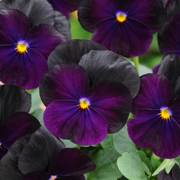 Viola cornuta Sorbet® XP 'Blackberry' (130305)