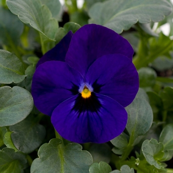 Viola cornuta Sorbet® XP 'Blue Blotch' (130309)