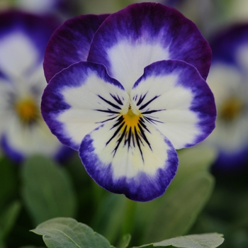 Viola cornuta Sorbet® XP 'Coconut Swirl' (130319)