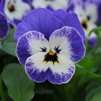 Viola cornuta Sorbet® XP 'Delft Blue' (130321)