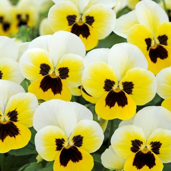 Viola cornuta Sorbet® XP 'Lemon Ice Blotch' (130326)