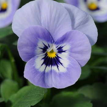 Viola cornuta Sorbet® XP 'Marina' (130329)