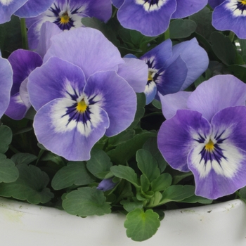 Viola cornuta Sorbet® XP 'Marina' (130330)