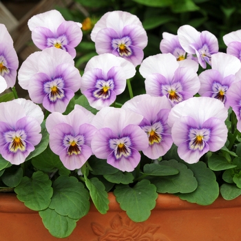 Viola cornuta Sorbet® XP 'Pink Halo' (130344)