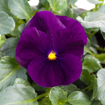Viola cornuta Sorbet® XP 'Purple' (130347)