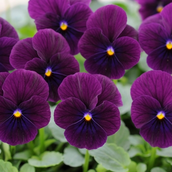 Viola cornuta Sorbet® XP 'Purple' (130349)