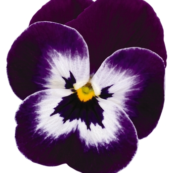 Viola cornuta Sorbet® XP 'Purple Face' (130350)