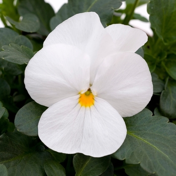 Viola cornuta Sorbet® XP 'White' (130360)