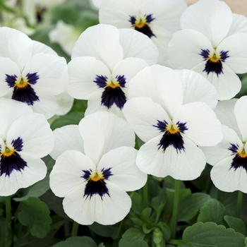 Viola cornuta Sorbet® XP 'White Blotch' (130362)