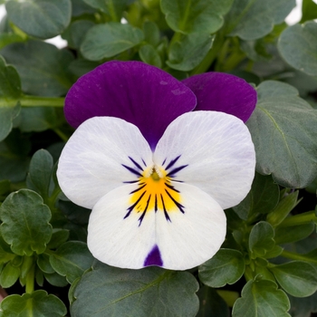Viola cornuta Sorbet® XP 'White Jump Up' (130364)