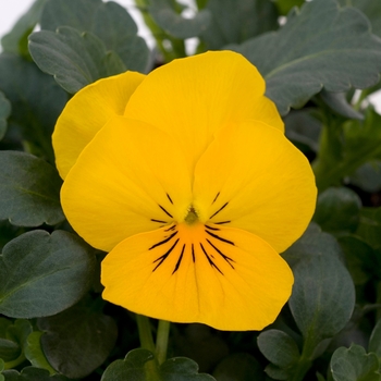 Viola cornuta Sorbet® XP 'Yellow' (130366)