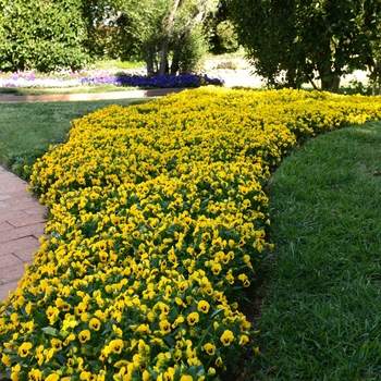 Viola cornuta Sorbet® XP 'Yellow Blotch' (130369)