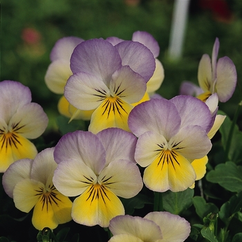 Viola cornuta Sorbet® XP 'Yellow Frost' (130372)