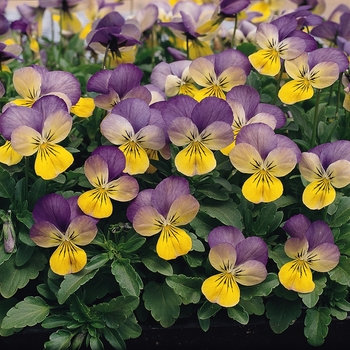 Viola cornuta Sorbet® XP 'Yellow Frost' (130374)