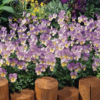 Viola cornuta Sorbet® XP 'Yellow Frost' (130375)