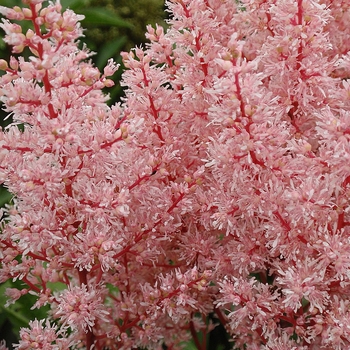 Astilbe x arendsii 'Look at Me' (130545)