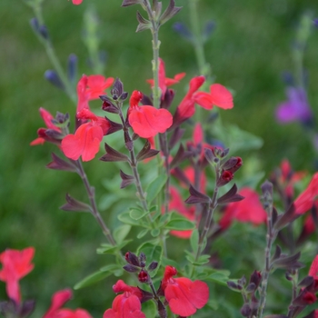 Salvia Arctic Blaze® 'Red' (130942)