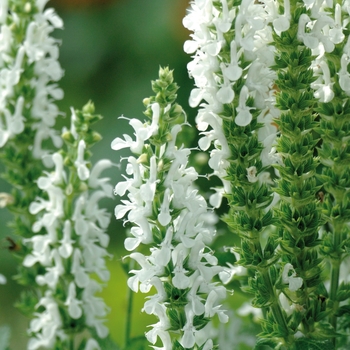 Salvia nemorosa Lyrical™ 'White' (130967)