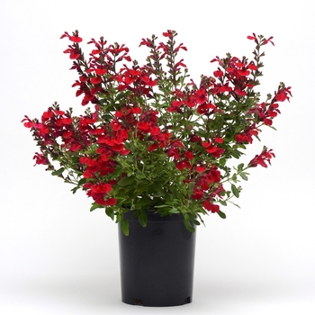 Salvia greggii Mirage™ 'Cherry Red' (130972)