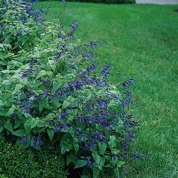 Salvia guaranitica 'Black & Blue' (131050)