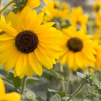 Helianthus annuus 'Sunfinity Dark Yellow' Dwarf Sunflower | Garden ...