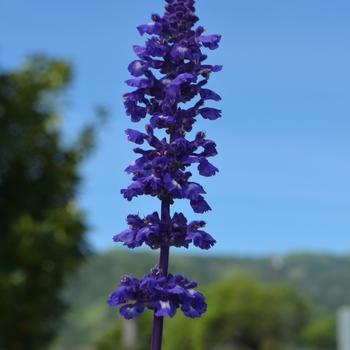 Salvia farinacea Sallyfun™ 'Blue Emotion' (131223)