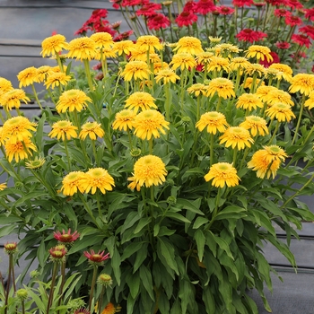 Echinacea Cara Mia™ 'Yellow' (131927)