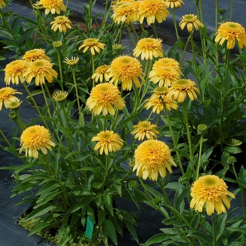 Echinacea Cara Mia™ 'Yellow' (131928)