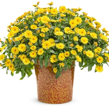 Calendula officinalis Lady Godiva® 'Yellow' (132007)