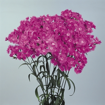 Dianthus Bouquet™ 'Purple' (132026)