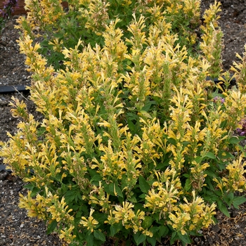 Agastache Poquito™ 'Butter Yellow' (132041)