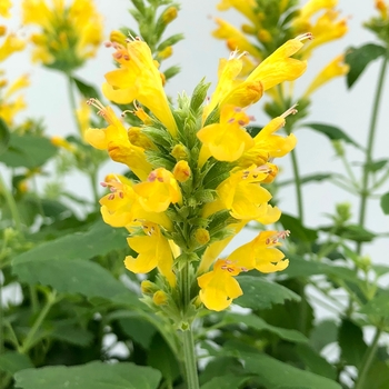 Agastache Poquito™ 'Butter Yellow' (132042)