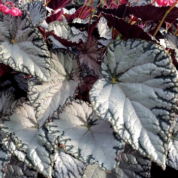 Begonia Silver™ 'Lace' (132052)