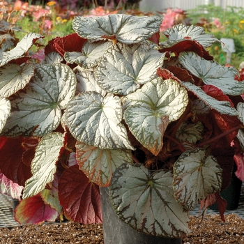 Begonia Silver™ 'Lace' (132053)