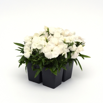 Dianthus chinensis Coronet™ 'White' (132178)