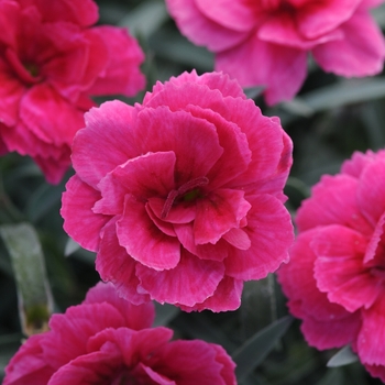 Dianthus Everlast™ 'Dark Pink' (132201)