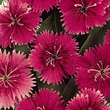 Dianthus Ideal Select™ 'Raspberry' (132232)