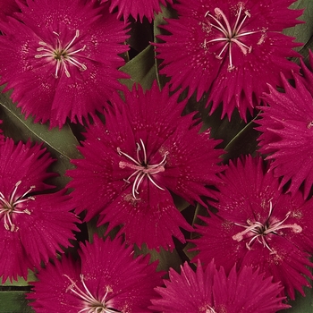 Dianthus Ideal Select™ 'Rose' (132234)