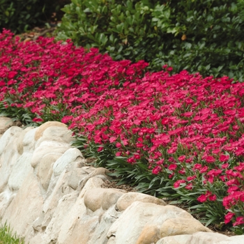 Dianthus Ideal Select™ 'Rose' (132235)