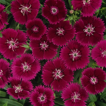 Dianthus Ideal Select™ 'Violet' (132238)